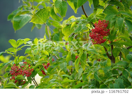 エゾニワトコの赤い実 116761702