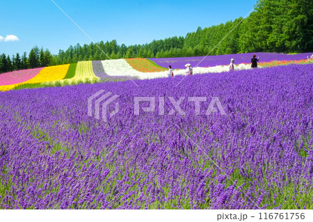 富良野のラベンダー畑 富良野のラベンダー畑 116761756