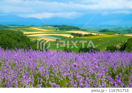 美瑛四季彩の丘のラベンダー 美瑛四季彩の丘のラベンダー 116761758