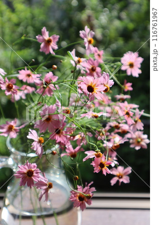 切り戻したコレオプシスウリドリームを生ける 116761967