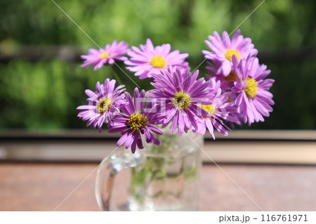 切り戻したブラキカムを生ける 切り戻したブラキカムを生ける 116761971