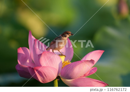 周りを見るスズメ 周りを見るスズメ 116762172