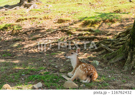 木陰でくつろぐ奈良公園の子鹿　 116762432