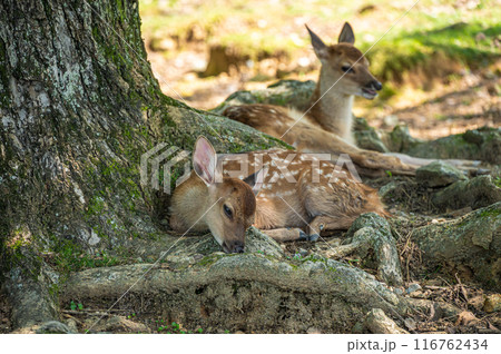 木陰でくつろぐ奈良公園の子鹿　 116762434