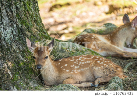 木陰でくつろぐ奈良公園の子鹿　 116762435