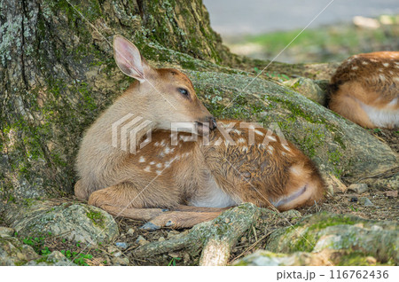 木陰でくつろぐ奈良公園の子鹿　 116762436