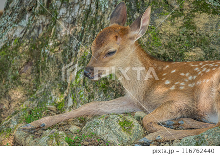 木陰でくつろぐ奈良公園の子鹿　 116762440