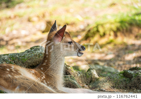 木陰でくつろぐ奈良公園の子鹿　 116762441
