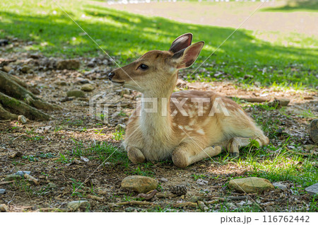 木陰でくつろぐ奈良公園の子鹿 木陰でくつろぐ奈良公園の子鹿 116762442