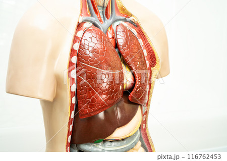 Human model anatomy for medical training course, teaching medicine education. 116762453