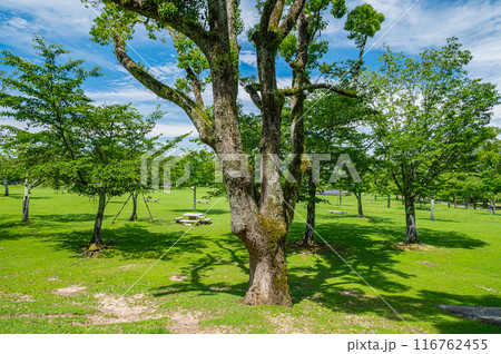 奈良公園 春日野園地 奈良公園 春日野園地 116762455