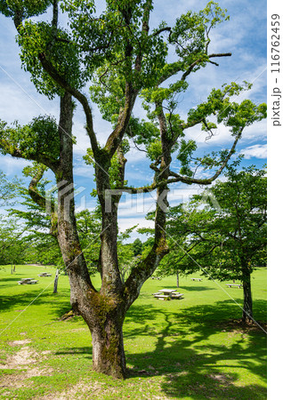 奈良公園 春日野園地 奈良公園 春日野園地 116762459