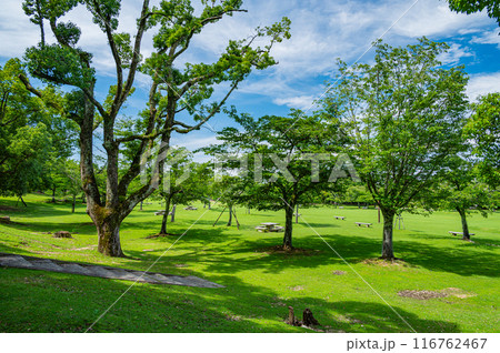 奈良公園　春日野園地 116762467