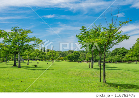奈良公園 春日野園地 奈良公園 春日野園地 116762478