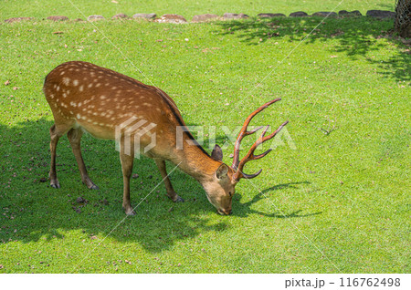 若草山山麓の鹿 116762498
