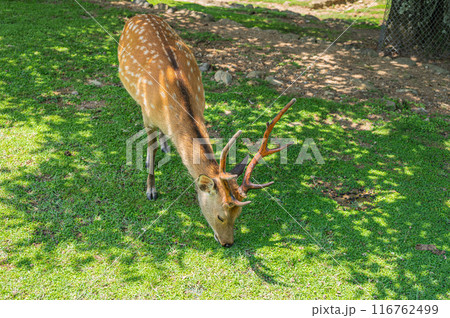 若草山山麓の鹿 116762499