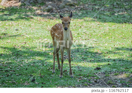 奈良公園の子鹿 奈良公園の子鹿 116762517