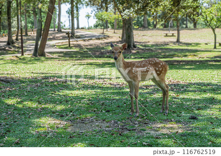 奈良公園の子鹿　 116762519