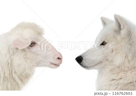 portrait of a polar wolf and sheep isolated on a white background 116762601