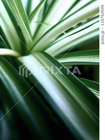 オリヅルラン　背景用　テクスチャー 116762699