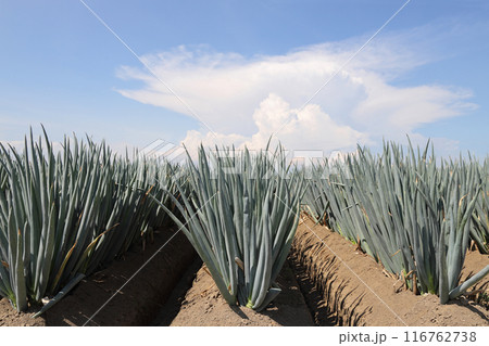 収穫間近の長ネギ畑 収穫間近の長ネギ畑 116762738