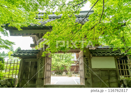 滋賀県東近江市 新緑が美しい百済寺本坊への門と見頃の菩提樹の樹 滋賀県東近江市 新緑が美しい百済寺本坊への門と見頃の菩提樹の樹 116762817