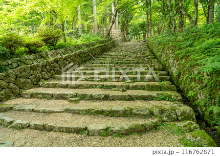 滋賀県東近江市　新緑の百済寺本坊から本堂への石段 116762871