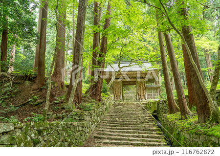 滋賀県東近江市　新緑の百済寺本坊から本堂へ続く大わらじのある仁王門 116762872