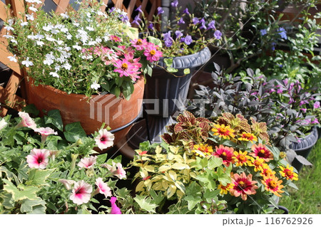 夏の花の寄せ植え＆寄せ鉢 116762926