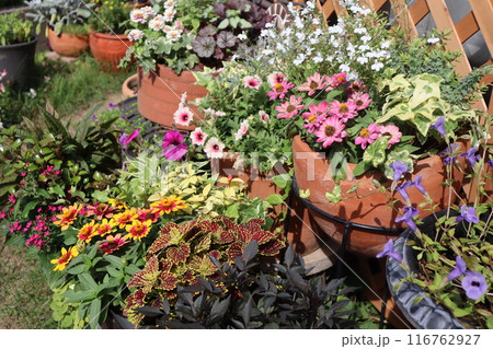 夏の花の寄せ植え＆寄せ鉢 116762927