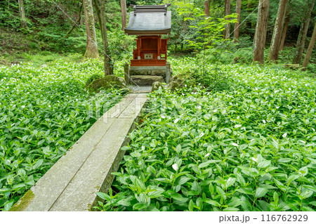 滋賀県東近江市 新緑の百済寺の境内にある弁天堂と見頃の半化粧の白い葉 滋賀県東近江市 新緑の百済寺の境内にある弁天堂と見頃の半化粧の白い葉 116762929