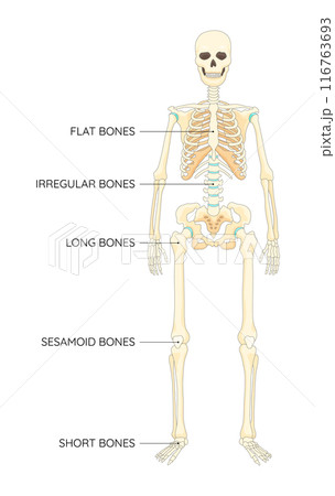 Bones types skeleton. Educational anatomical diagram. Bones location and titles example. Labeled educational scheme, anatomy outline diagram. Educational medical vector illustration 116763693