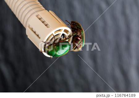 クーラー排水管と虫対策 116764189