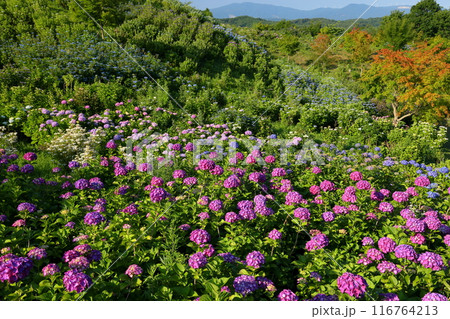 福島県石川郡平田村蓬田新田 蓬田岳麓のジュピアランドひらたの世界のあじさい園から高台の紫陽花の景色 福島県石川郡平田村蓬田新田 蓬田岳麓のジュピアランドひらたの世界のあじさい園から高台の紫陽花の景色 116764213