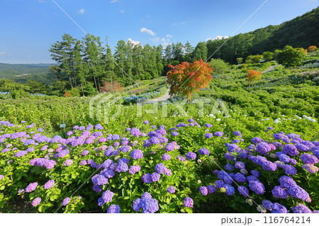 福島県石川郡平田村蓬田新田　蓬田岳麓のジュピアランドひらたの世界のあじさい園から高台の紫陽花の景色 116764214