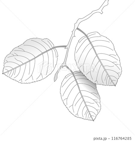 Childrens coloring books, Autumn leaves on a branch, fall 116764285