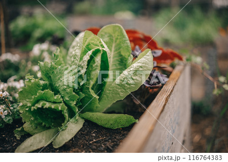 Lush green lettuce growing in a wooden garden box Lush green lettuce growing in a wooden garden box 116764383