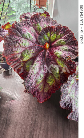 Decorative house plants. Decoration of room interior. Large colored leaves. 116764909
