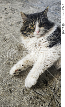 Gray fluffy domestic cat with yellow-green eyes. Pets. Playful mood. 116764974