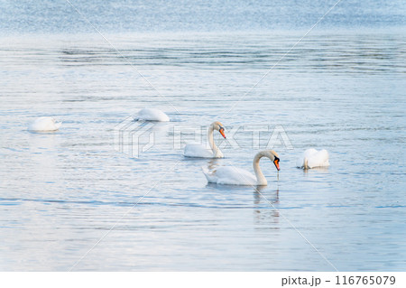 Graceful white Swans swimming in the lake, swans in the wild 116765079