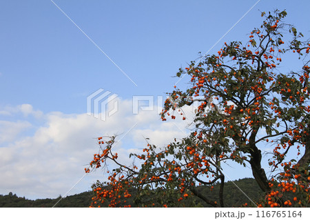 柿の木 116765164