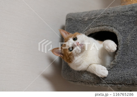キャットタワーの中の猫　茶トラ白 116765286