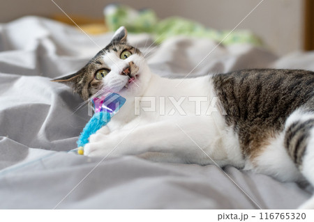 おもちゃで遊ぶ猫　キジトラ猫 116765320