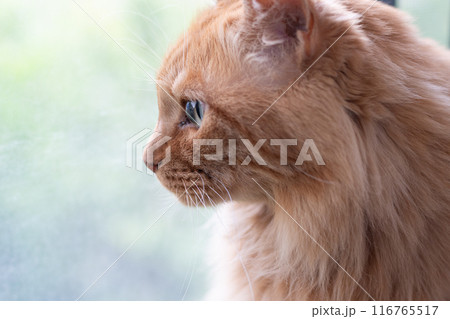 見つめる猫　茶トラ猫 116765517