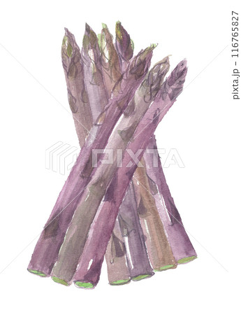 水彩で描いた紫アスパラガス 水彩で描いた紫アスパラガス 116765827