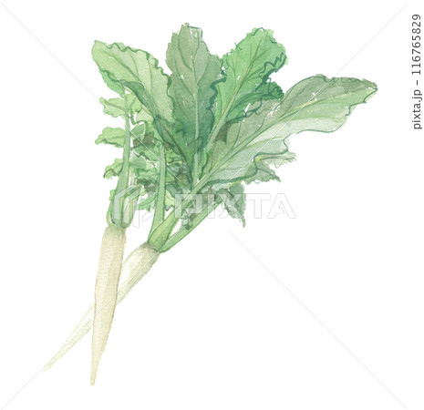 水彩で描いた葉大根 116765829
