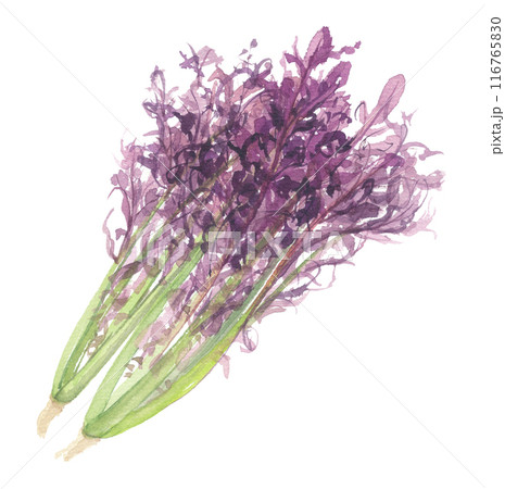 水彩で描いた芥子菜　赤紫色 116765830