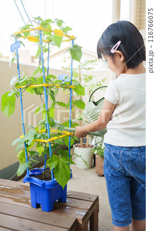 夏休みに朝顔に水やりする小学生 116766075