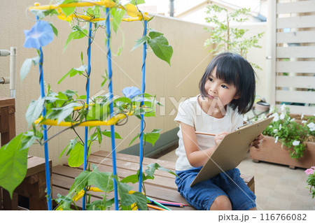 夏休みに朝顔を観察する小学生 夏休みに朝顔を観察する小学生 116766082