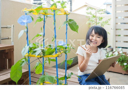 夏休みに朝顔を観察する小学生 116766085